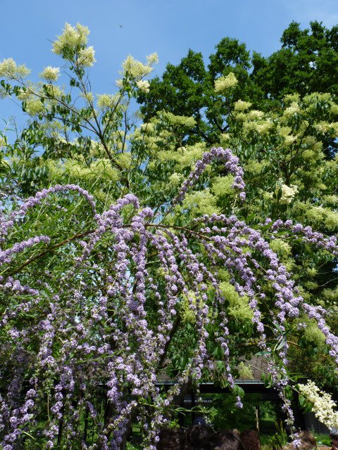 Buddleja alternifolia fleur P2D (2)